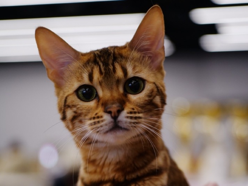 cat