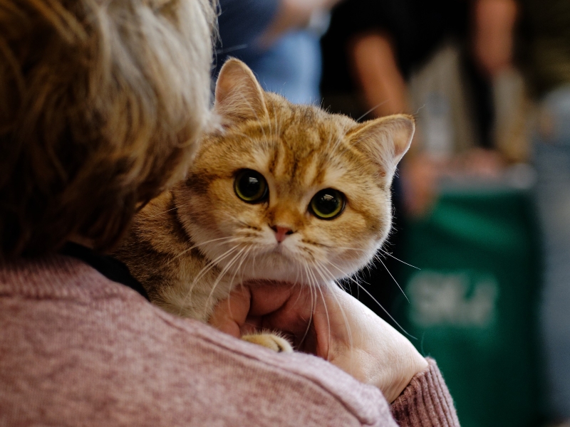 cat